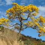 O cerrado no paisagismo brasileiro