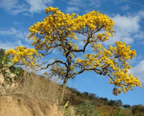 O cerrado no paisagismo brasileiro