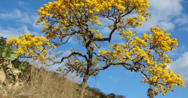 O cerrado no paisagismo brasileiro